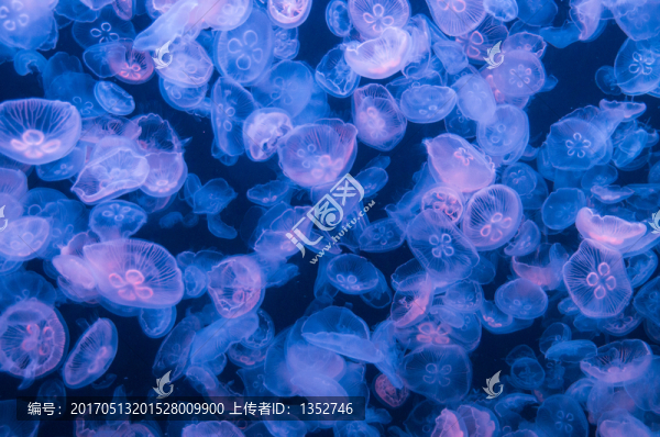 水母