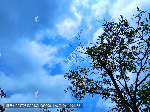 藍(lán)天白云,樹枝樹葉背景