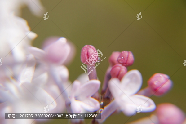 丁香,丁香花,春天,粉丁香,白