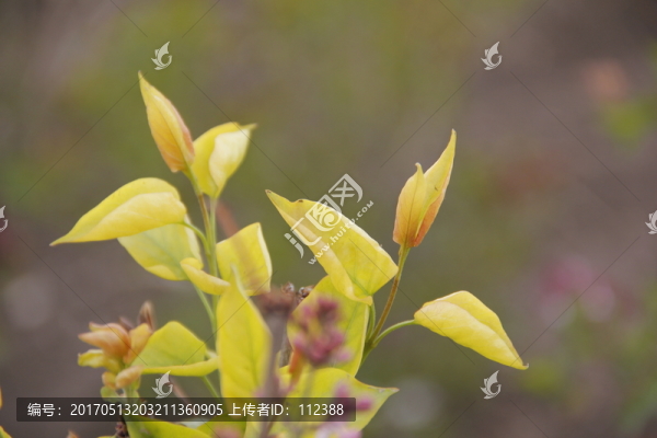 丁香,丁香花,春天,丁香樹葉