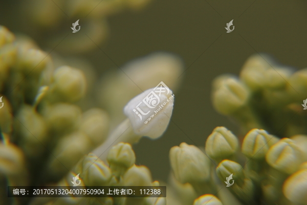 丁香,丁香花,春天,粉丁香,白