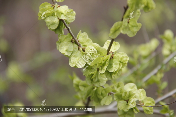 榆樹錢,榆錢,樹,榆樹,春天
