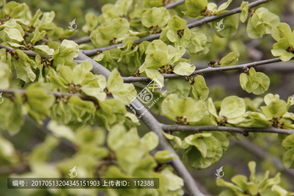 榆樹錢,榆錢