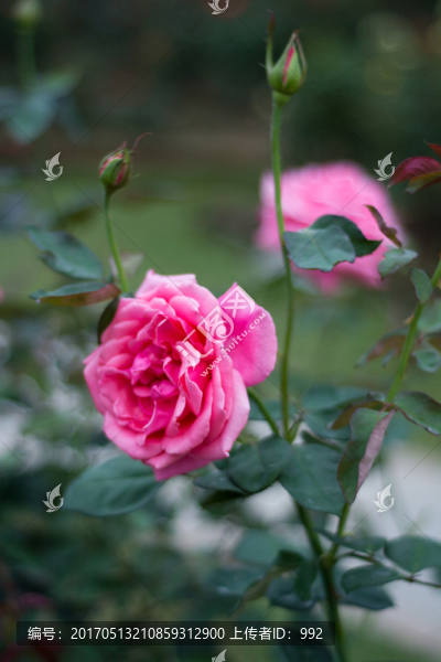 月季花