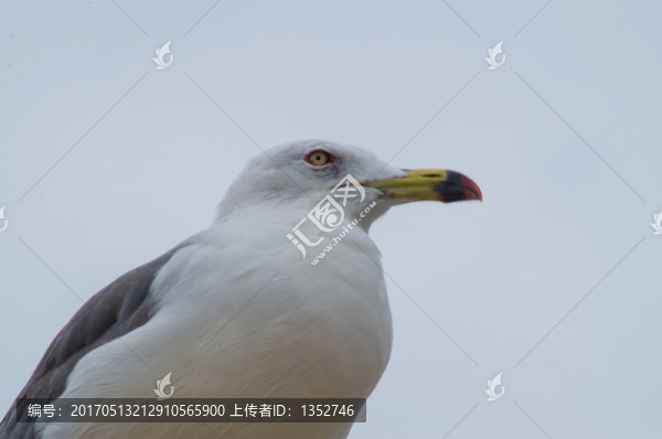 海鷗