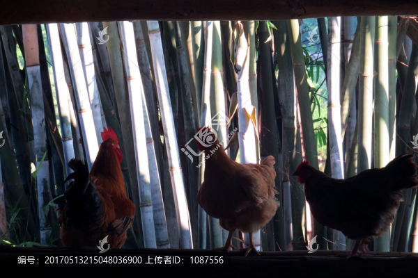 母雞