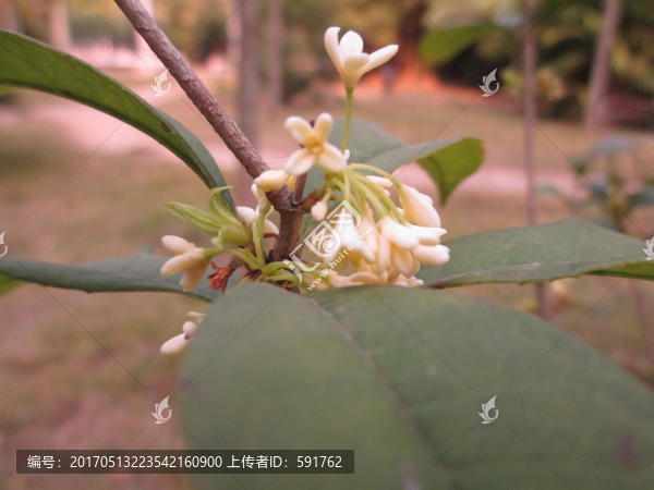 桂花