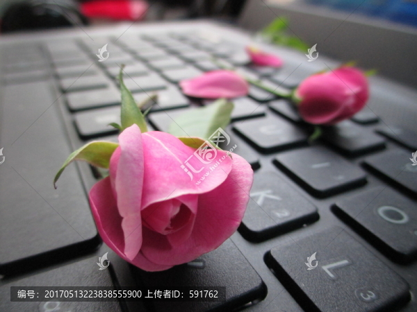 月季花