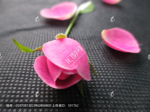花瓣