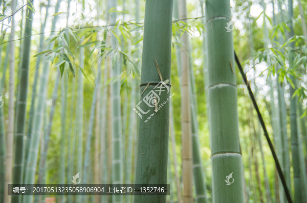竹林