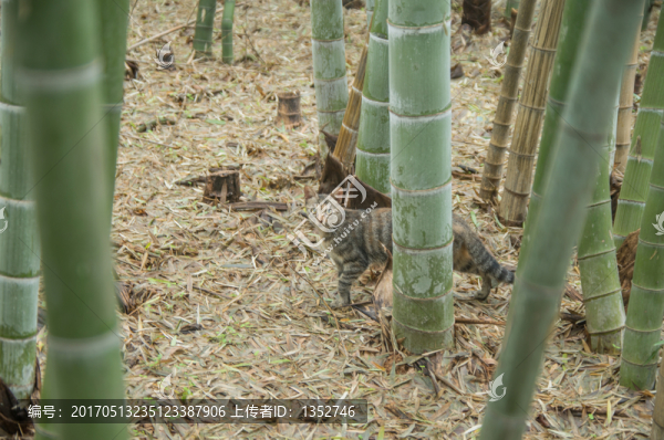 竹林