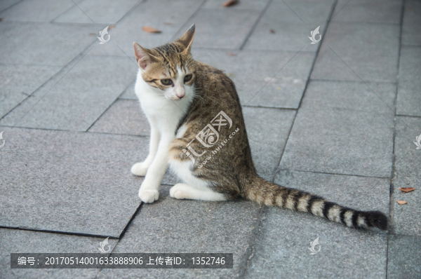 貓咪