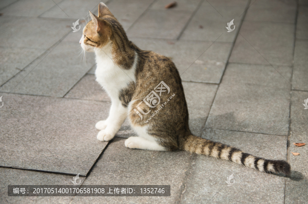 貓咪
