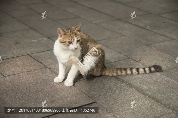 貓咪