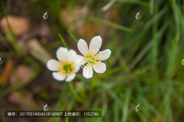蔥蓮花