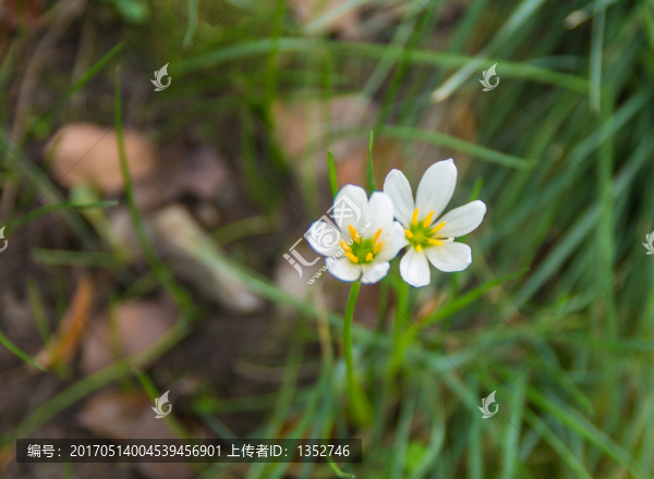 蔥蓮花