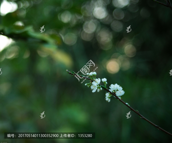 李花