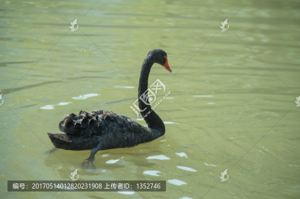 黑天鵝