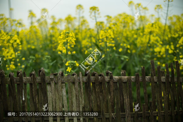 油菜花