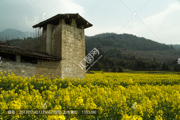 油菜花