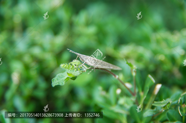 蚱蜢