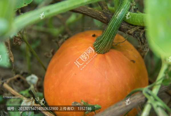 南瓜