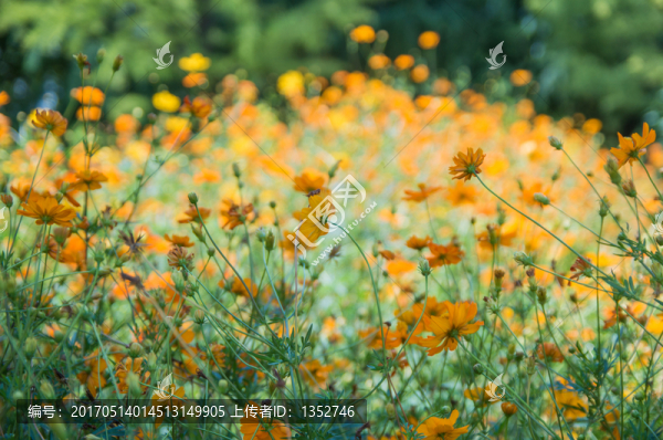 波斯菊