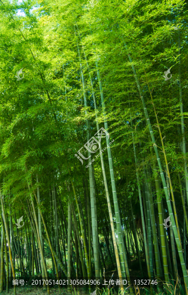 竹林