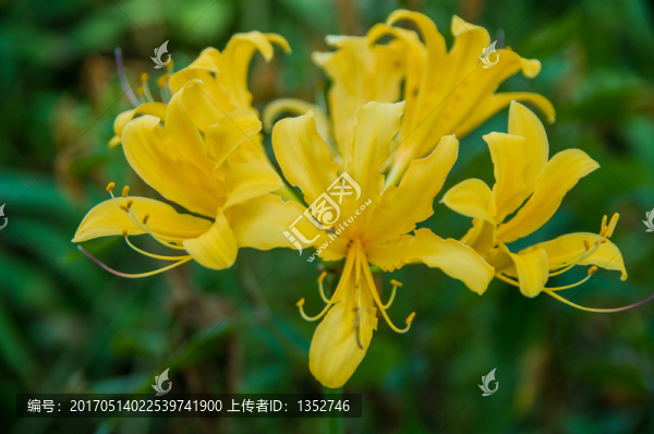 黃百合