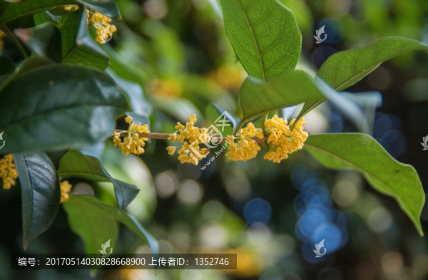 桂花