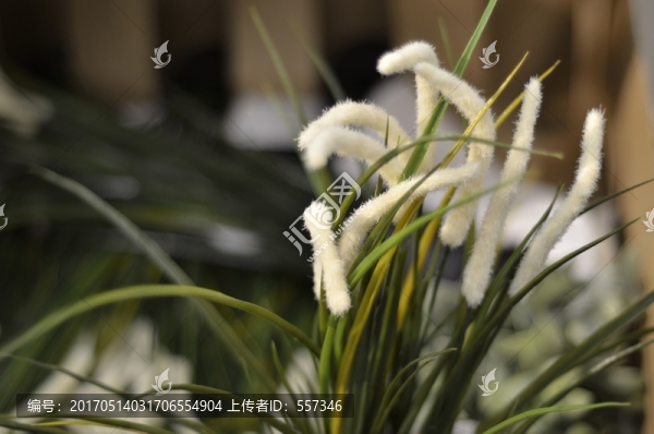 狗尾草