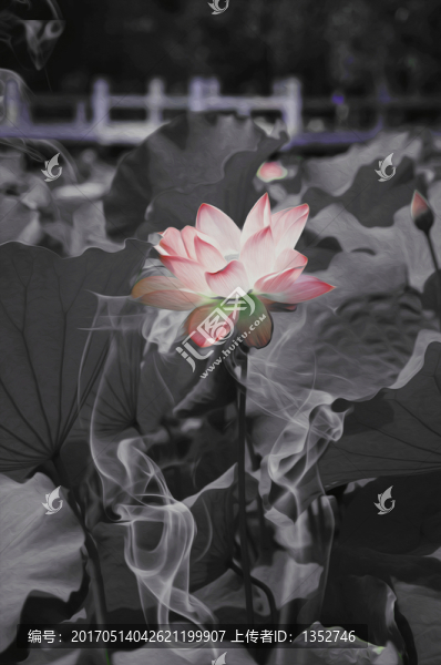 水墨荷花