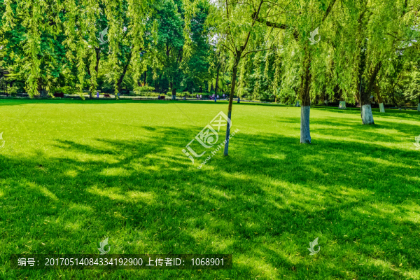 草坪,樹林