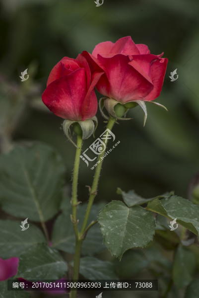 兩只紅色月季花
