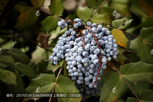 黃天竹