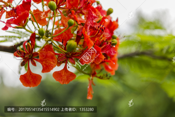 鳳凰花