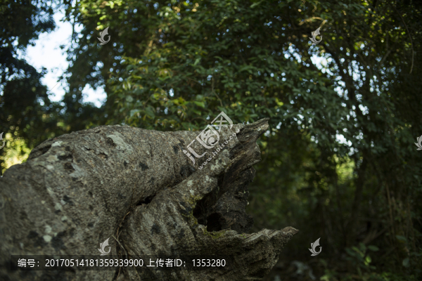 亞熱帶森林
