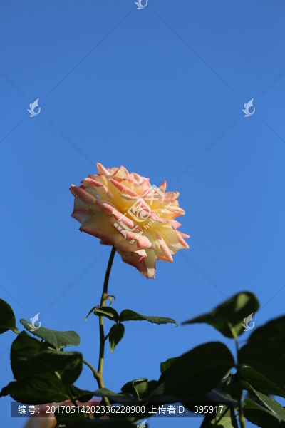 月季花