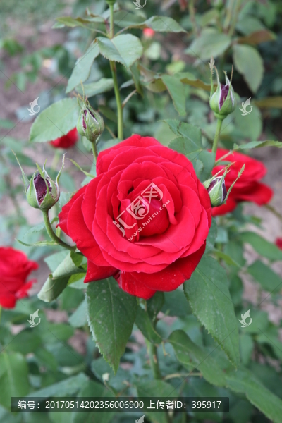 月季花