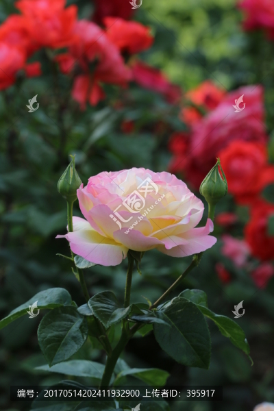 月季花