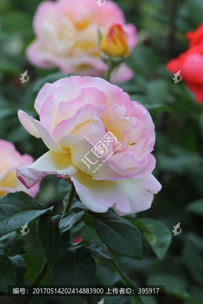 月季花
