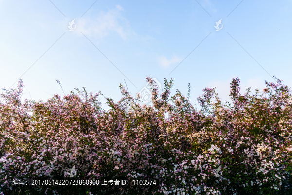 泰山風(fēng)光,（69）