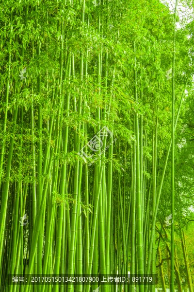 竹林,綠竹林,翠竹林