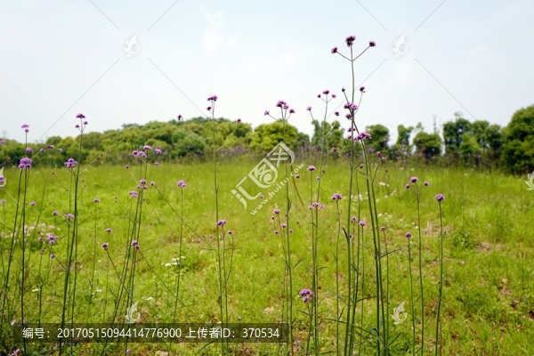 上海,聞道園,園林,植物,戶外