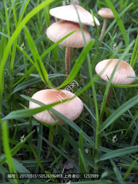 雨后蘑菇