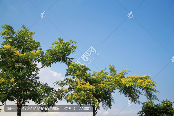 黃花梨