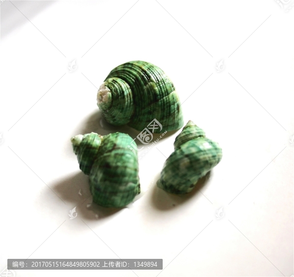 小海螺