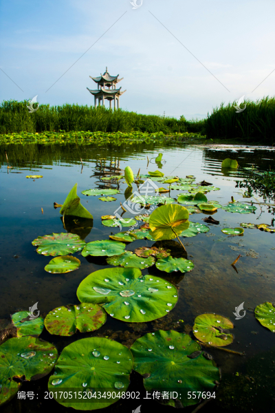 國家岐渭風(fēng)景水利濕地凈心亭