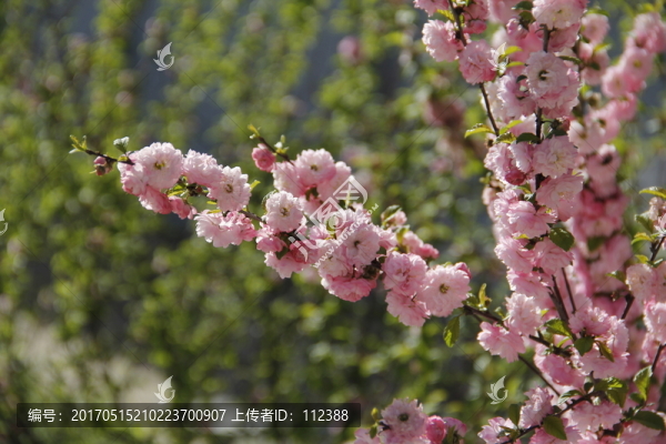 桃花,桃紅,春暖花開,粉花,春