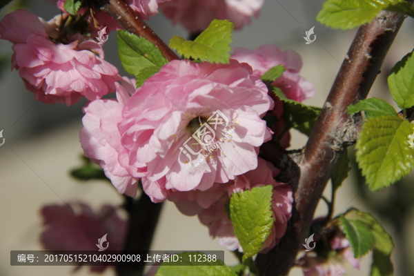 桃花,桃紅,春暖花開,粉花,春